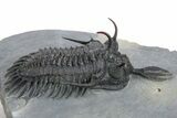 Short Trident Walliserops Trilobite - Timrzit, Morocco #354420-1